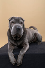 Standing grey Sharpei dog looking at the camera isolated on a beige background
