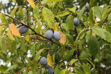 Plum fruits ripen in the garden in Summer