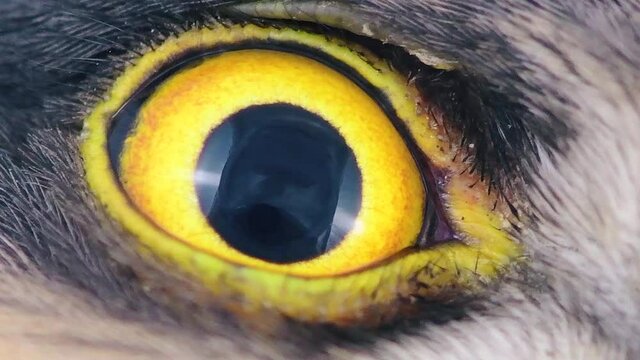 Eagle eye close-up, macro, eye of young Eurasian Sparrowhawk, Accipiter nisus