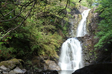 Fototapeta premium waterfall in the forest