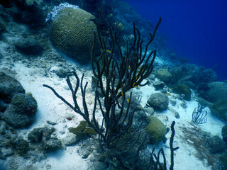 unterwasser, sea, water, fish,