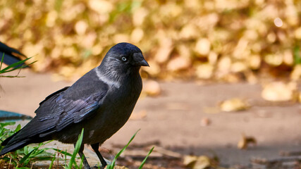 The western jackdaw Coloeus monedula, also known as the Eurasian jackdaw. color nature