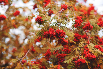 Fototapeta premium Autumn image of cluster of mountain ash. Bright ripe scarlet berries on a branches of rowan. Autumn forest