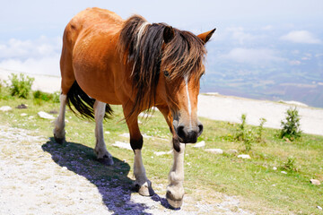 Horse pottok at the top of La Rhune mountain