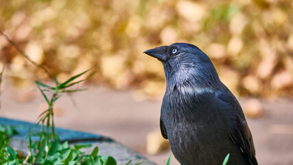 The western jackdaw Coloeus monedula, also known as the Eurasian jackdaw. color nature