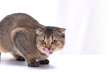 Scottish fold cat licks its face on a light background