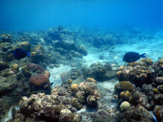 Fototapeta na wymiar unterwasser, sea, water, fish,