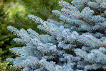 Cristmas tree background. Blue pine branch. Evergreen conifer foliage decoration closeup. Natural spruce wood texture with blurred bokeh. Abstract coniferous forest, beautiful holiday decorative