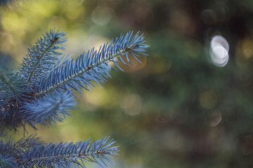 Blue pine tree branch. Spruce christmas background concept. Evergreen conifer foliage decoration closeup, wood texture with blurred bokeh. Abstract coniferous forest, beautiful holiday decorative