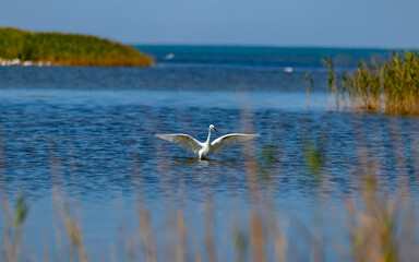 White egret. Great bird on hunting. Graceful predator fishing in wildlife. Beautiful wild heron at natural lake or wetland standing. Fauna ornithology beauty