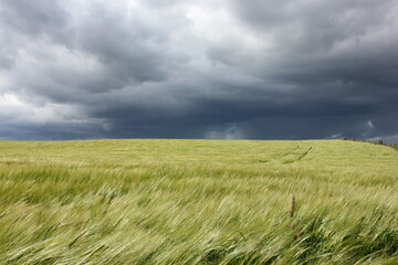 Fototapeta na wymiar Dunkle Wolken über Getreidefeld