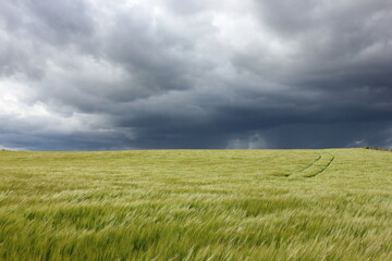 Dunkle Wolken über Getreidefeld