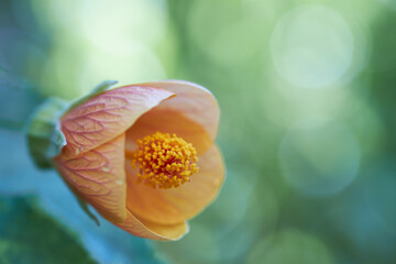 Fototapeta premium Closeup of flower known as Abutilon pictum