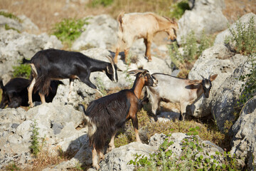 mountain goats on the rocks of the Greek mountains
