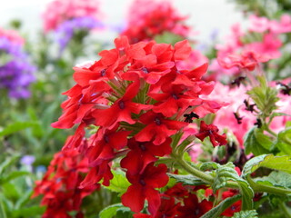 Perugia flowers Italy 