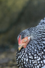 Mother Wyandotte hen sleeping on a nest close up