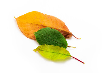 Green to yellow autumn leaves on white isolated background