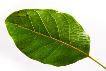 Macro photo of texture of green leaf on white isolated background