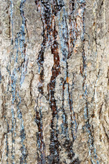 tree trunk and tree bark full screen close-up. Resin, trees without bark.