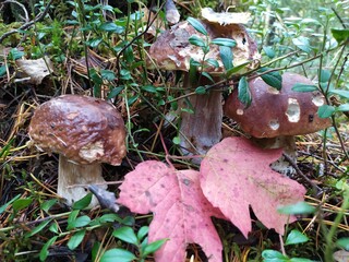 poecini mushrooms on the grass in autumn