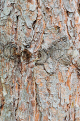 tree trunk and tree bark full screen close-up. Resin, trees without bark.