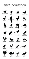 Large bird collection vector silhouette illustration isolated on white background. Ornithology wallpaper. Birds set. 