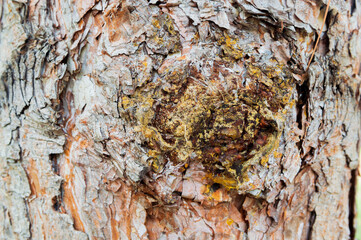 tree trunk and tree bark full screen close-up. Resin, trees without bark.