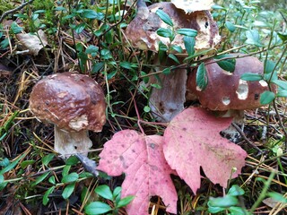 poecini mushrooms on the grass in autumn