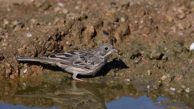 A bird ortolan drinks water in a puddle. Emberiza hortulana