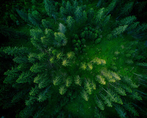 Top down drone photo of the green forest in the Rhodope mountains. Bulgaria