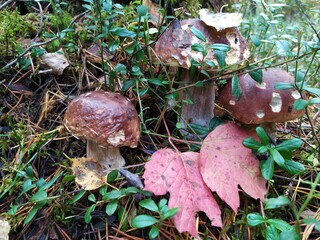 poecini mushrooms on the grass in autumn