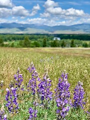 lavender field in region