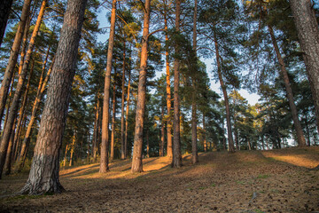 Sunset in a pine forest