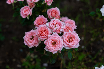 Bouquet of pink blooming roses. Romance. 