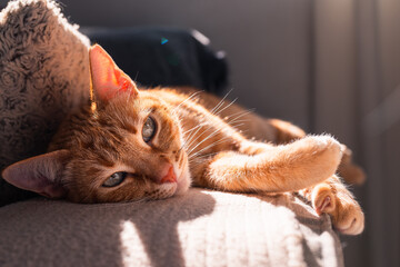 primer plano. Gato atigrado de color marrón se acuesta en el sofa bajo la luz de la ventana 4