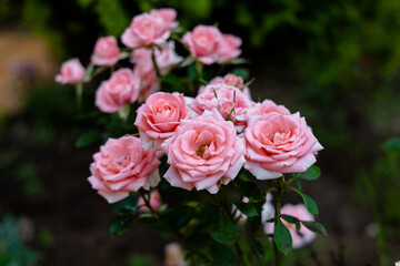 Bouquet of pink blooming roses. Romance. 