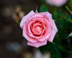 Close up of single pink blooming rose.