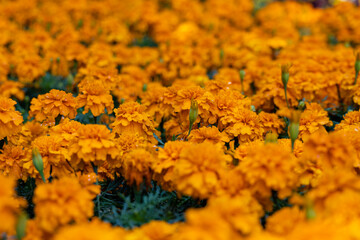 Mexican marigold flowers in the park
