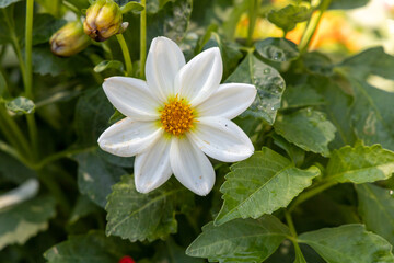 White Dahlia pinnata flower at the city park