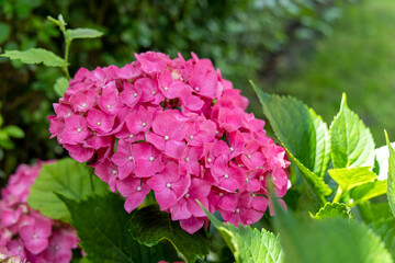 Beautiful pink hydrangea flower in the garden