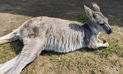 Young Kangaroo lying on the ground