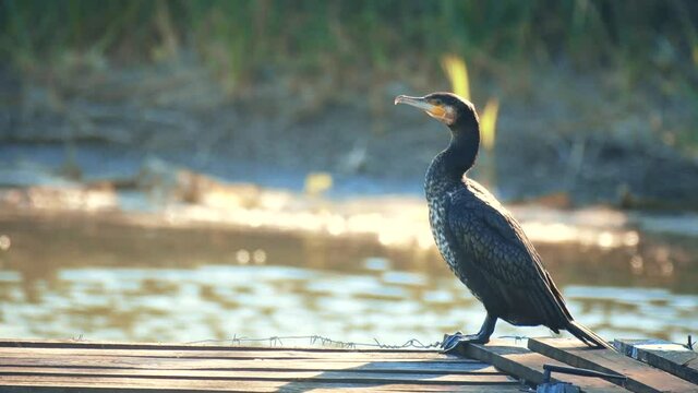 Great cormorant Phalacrocorax carbo, close up
