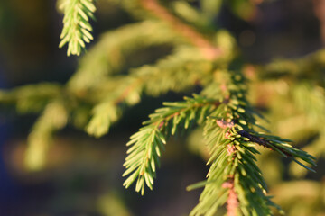 close up of pine needles