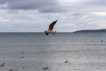 Fototapeta na wymiar Gull flying above sea at horizon level