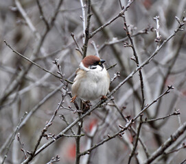 Sparrows (Passer) are sitting on a branch