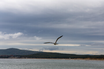Flying gull in the sky above the beach in Bulgaria