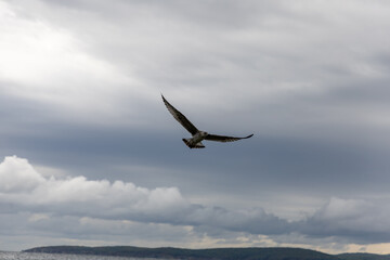 Fototapeta na wymiar Flying gull in the sky above the beach in Bulgaria