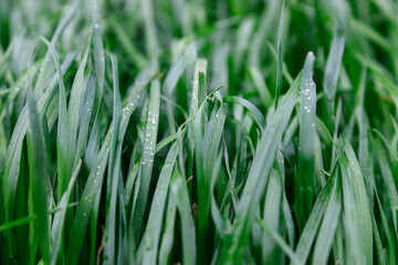 Close up Green grass background. water drops on leaf