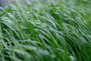 Close up Green grass background