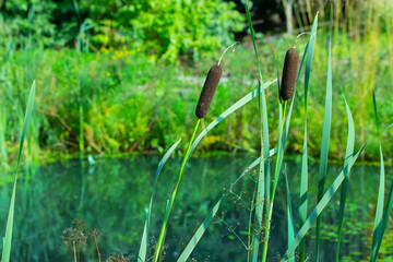 The emerald surface of the pond and a ripe ear of cattail. Summer landscape, lake shore with natural cattails reeds grass.